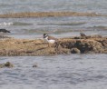 /album/photogallery/oystercatcher-1-jpg/